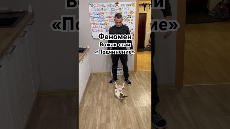 Феномен - Вожак стаи 🐺 подчинение собаки Джек Рассел терьер Честер и его сын Бастер #собака #щенок