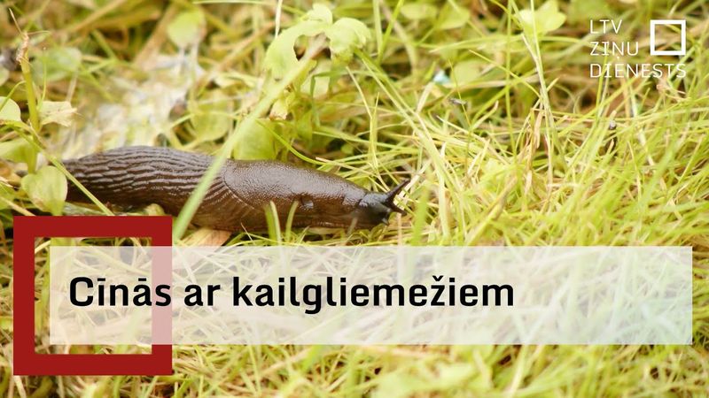 Kuldīgas pašvaldība cīņā ar Spānijas kailgliemežiem ķērusies pie ķīmiskiem preparātiem