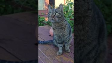 Коротко обо мне 🙀😉🤔🤣 #cat #кот #юмор #котушка #приколы #смех