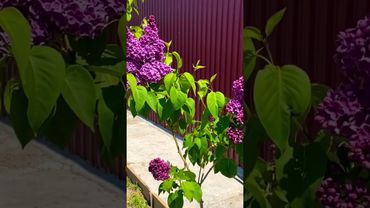 Сирень Огни Москвы.