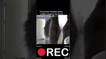 офигевший кот #кот #домашниепитомцы