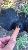 Crow core #crow #funny #animals #bird #fyp 