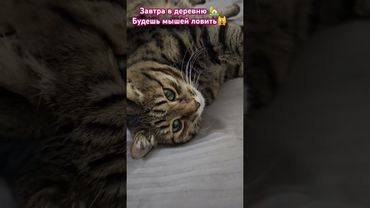 Отпуск в деревне 🙀🏡🙀🤣 #cat #кот #юмор #котушка #приколы #мемы