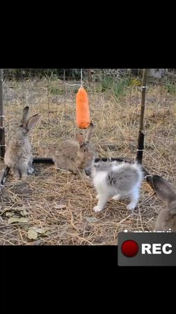 Смешные коты, собаки. #котыприколы #собакены. Смешные животные. Смешн...