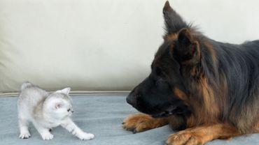 كيف تتحول قطة صغيرة من خوفها من الراعي الألماني إلى حبها له