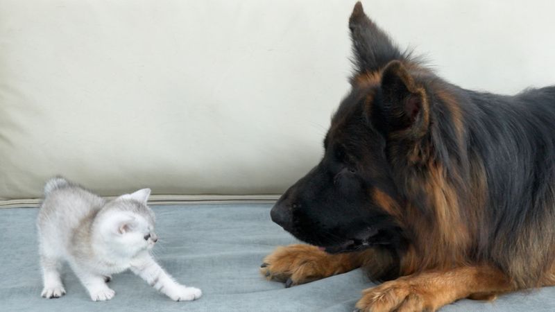 Bagaimana Anak Kucing Berubah Dari Takut Menjadi Mencintai Anjing Gembala Jerman