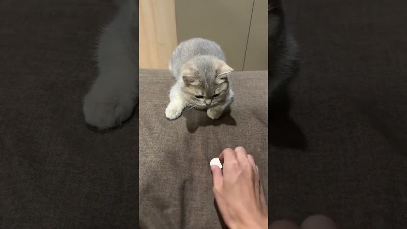 funny cats😺 #catlovers #cat #cute #pets #kitten