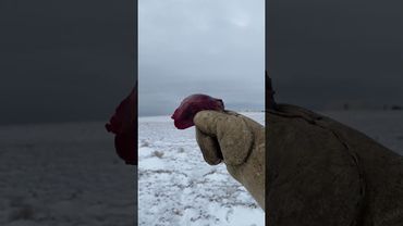 Бүркіт Жұлдыз 270 метр қолға шақыру сәті