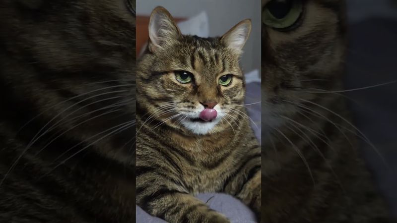 С умным 🤔😉😼🤣 #cat #кот #юмор #котушка #приколы #котик #цитаты #смех