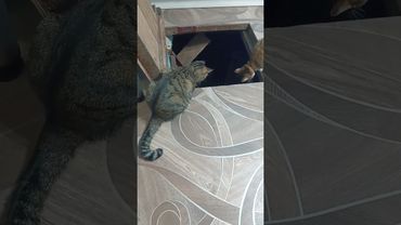 Игорь, Ииигорь ... #shorts #кот #кошка #прикол #юмор #смешное #забавныеживотные