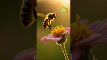 Вдохновляющий факт: удивительная пчела