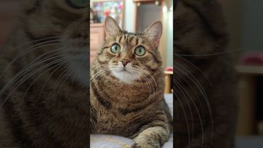 Я не опаздываю 🙀😉🤔🤣 #cat #кот #юмор #котушка #приколы #цитаты #шортс