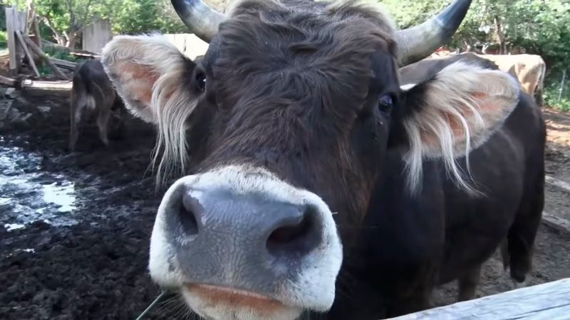 Пастух своих коров. Мужское / Женское. 14.10.2025