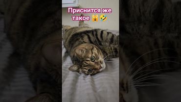Вот это сон🙀😉😆🤣 #cat #кот #юмор #котушка #приколы #цитаты #смех