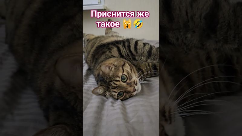 Вот это сон🙀😉😆🤣 #cat #кот #юмор #котушка #приколы #цитаты #смех