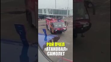 В Индии самолет не смог взлететь из-за роя пчел