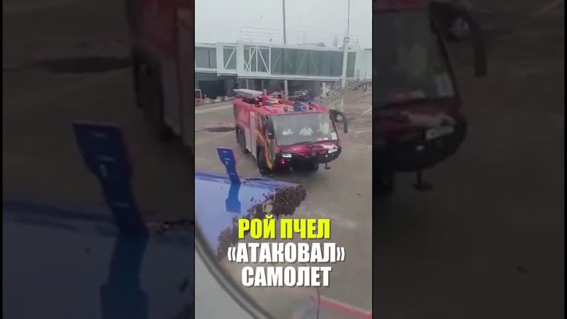 В Индии самолет не смог взлететь из-за роя пчел