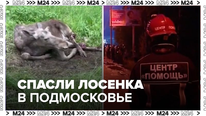 Раненый лось в Подмосковье: как неравнодушные спасли животное после ДТП