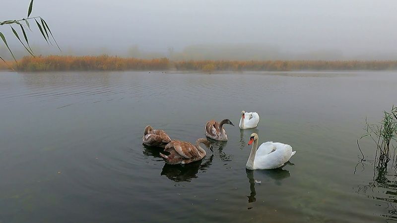 #Славянск. 15 октября 2025г. Утро. Лебеди порадовали...