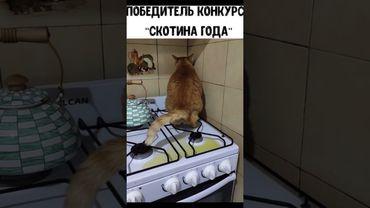 Иначе и не назовешь 🤣 подробности о коте ниже ⬇️