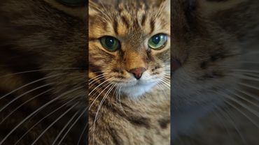 Жена шопоголик 💃🙀😉🤣 #cat #кот #юмор #котушка #позитив #юмордлявзрослых #популярное #цитаты