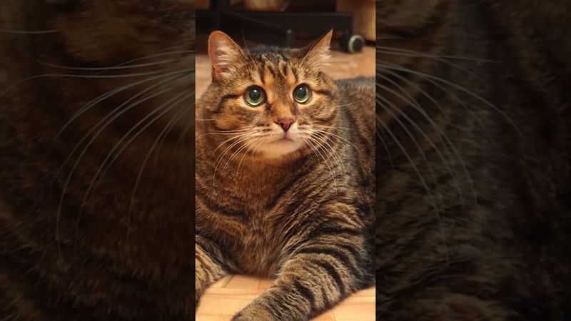 Веган 🙀🤔😉🤣 #cat #кот #юмор #приколы #котушка #funny #цитаты