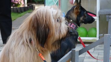 ДТ - 792. Кто послушнее: "мальчики" или "девочки"? Два на два