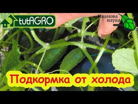 СОЛЕВАЯ ПОДКОРМКА ОГУРЦА. Эта СОЛЬ - спаситель огорода и урожая. Подкормка против холода.