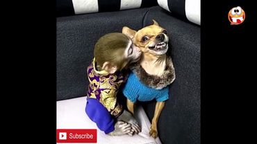 Dog and monkey funny (don't miss)