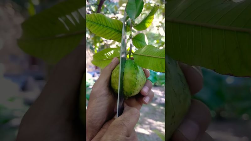 شاهد ثمار الجوافه من الداخل أحمر فراوله 🤤🤤