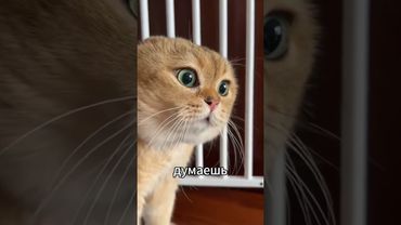 Рыжий кот-это диагноз🐱 #catfunny #веселыекоты #смешнойкот #прикольныекоты #видосыоткота #shorts