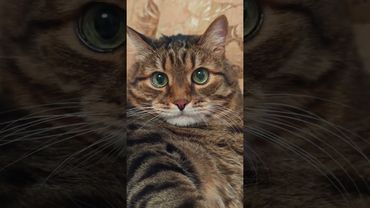 Всегда есть шанс 😉☝️😺🤣 #cat #кот #юмор #котушка #приколы #цитаты