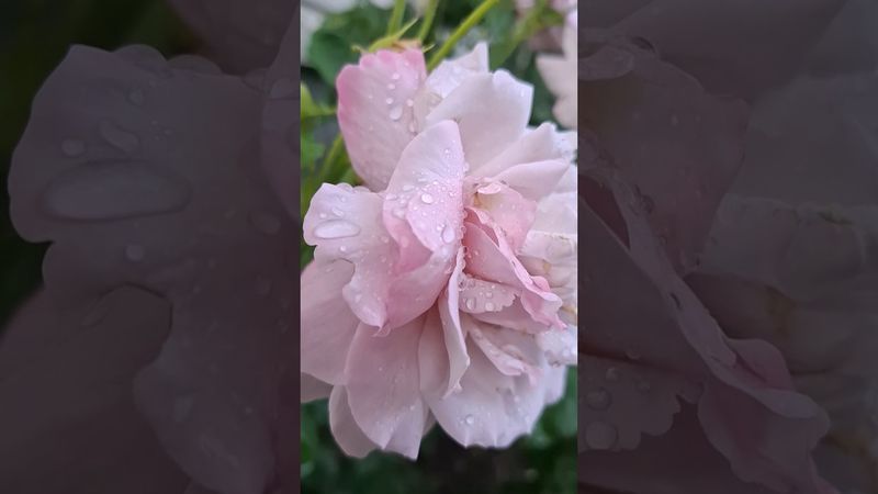 Rose Indigoletta /Индиголетта плетистая первогодка РОСТОВ-НВ-ДОНУ