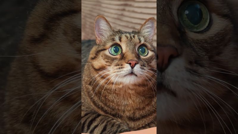 Красивые зубы 😁🙀😉🤣 #cat #кот #юмор #котушка #приколы #позитив #популярное #цитаты