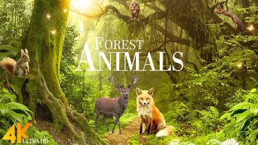 Forest Wild Animals 4k - Meditation Relaxing Music | Nature Soundscapes | Scenic Relaxation Film