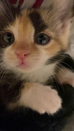 kiss #cat #catsoftiktok #kitten #kittensoftiktok #kittenkisses #cutec...