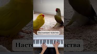#попугай #домашние_питомцы #смешноевидео #юмор