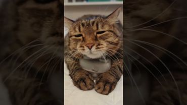 Position - 2 😻🤗🤩🤣#cat #кот #юмор #котушка #веселыекоты