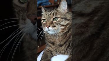 Тяжёлая неделя ☝️🙀🤔🤣 #cat #кот #юмор #котушка #приколы #смех #цитаты