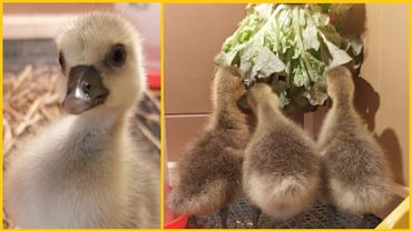 Гусятам на 3 й день даём свежую зелень.