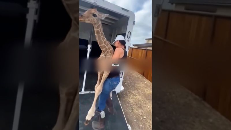 Очень сложный домашний питомец 🦒😱 #животные #милыеживотные