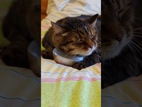 Макарена 😻🤩😍🤣 #cat #кот #music #юмор #котушка #приколы