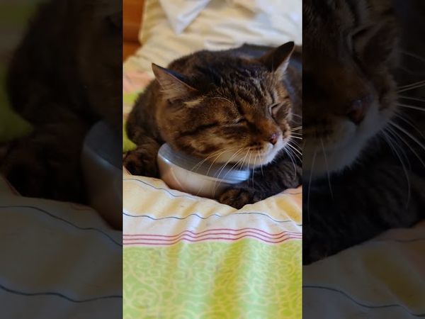 Макарена 😻🤩😍🤣 #cat #кот #music #юмор #котушка #приколы