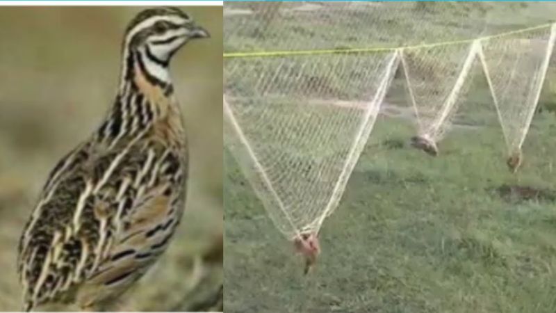 batair ki awaz new volume 2025  Batair ki awaz subah shikar k leye Bater ki Voice part 3