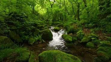 Relaxing Forest Sounds, Beautiful Birdsong, Stream Sounds
