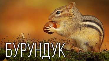 Бурундук: Запасливый Грызун | Интересные факты про бурундуков