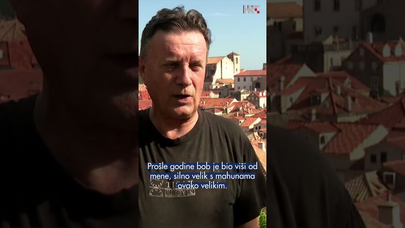 Vadi se krumpir unutar dubrovačkih zidina