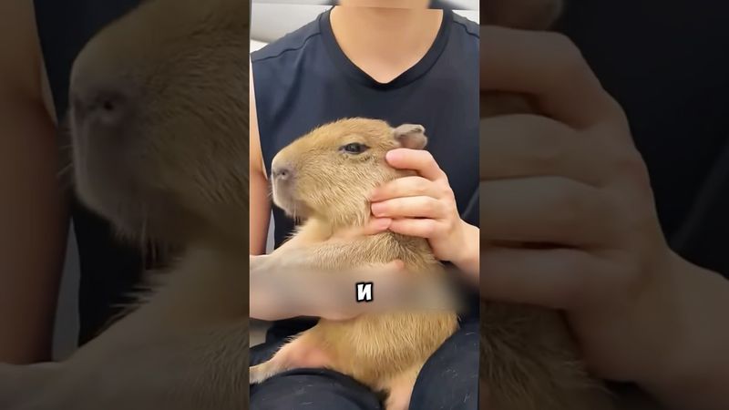 Приютил капибару и был в шоке 😨😱 #tidal #животные #милыеживотные