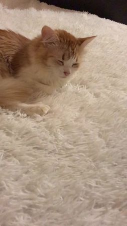 Спокойной ночи 😴🌙 #кошка #сон #животные #юмор #рекомендации #рек