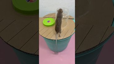 Tuzağa düşmek/Bilimsel Ev Yapımı Fare Tuzağı Yapısı #rat